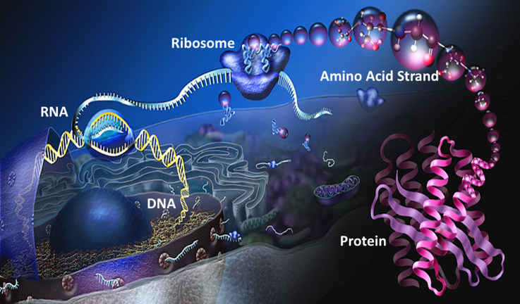Genes, proteins