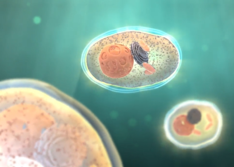 How does NanoVi work